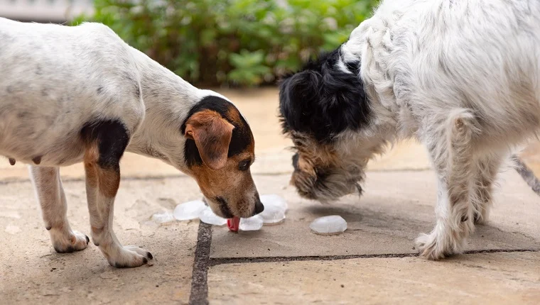, Les chiens peuvent-ils manger de la glace? Les glaçons sont-ils sans danger pour les chiens?