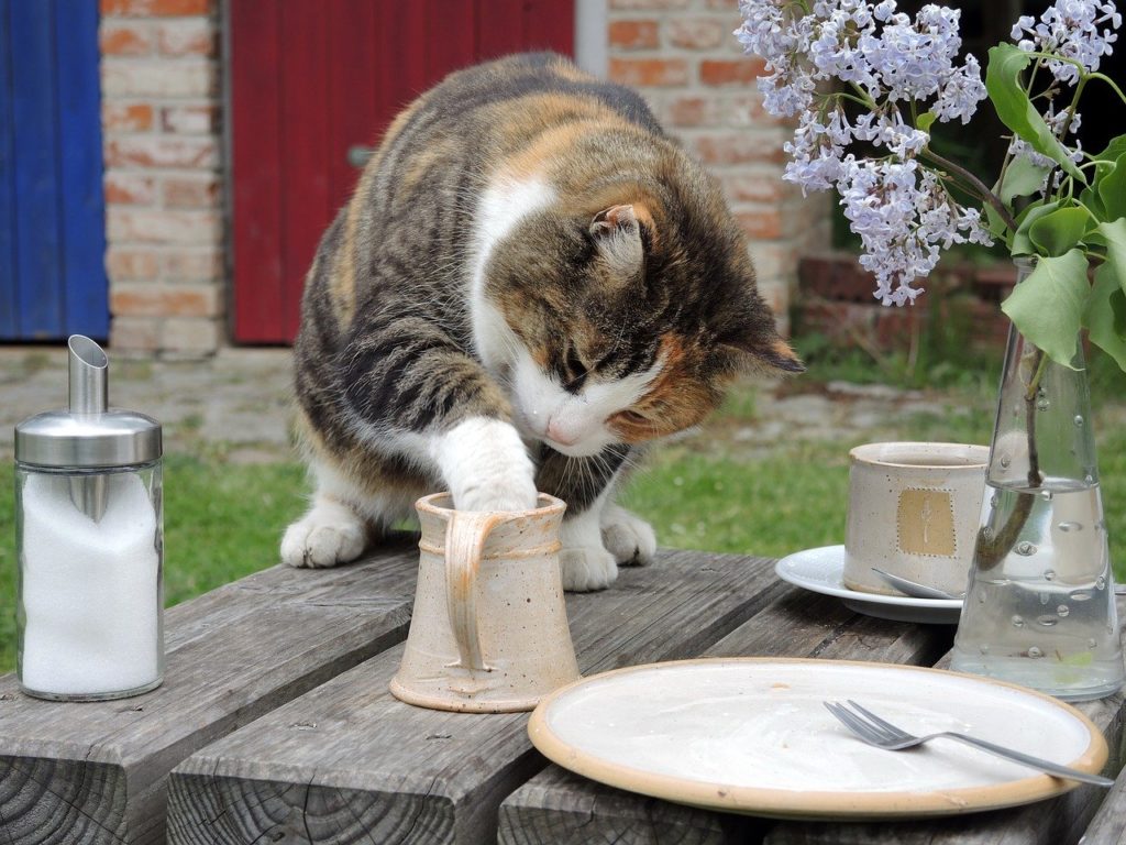 , Les chats peuvent-ils boire du lait ? Le lait est-il bon pour le chat ?