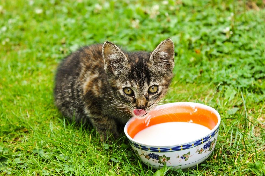 , Les chats peuvent-ils boire du lait ? Le lait est-il bon pour le chat ?