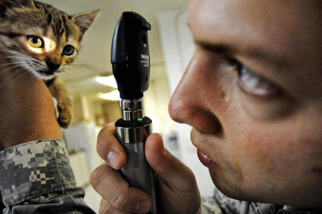 , Fièvre du chat : symptômes, causes et traitements