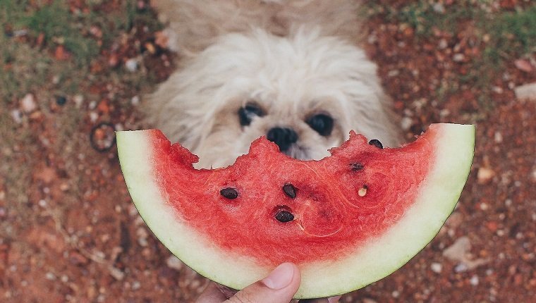 , Les chiens peuvent-ils manger de la pastèque? La pastèque est-elle bonne pour les chiens?