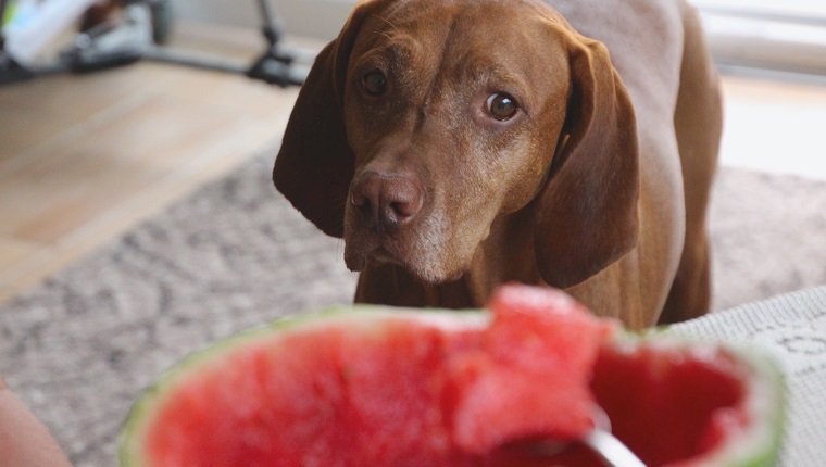 , Les chiens peuvent-ils manger de la pastèque? La pastèque est-elle bonne pour les chiens?