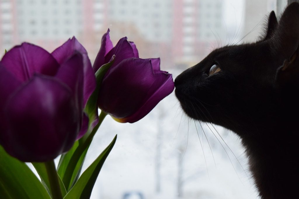 , Comment éviter qu&#8217;un chat s&#8217;ennuie ?