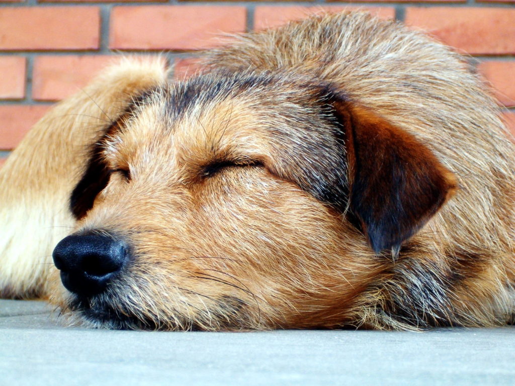 , Leishmaniose chez le chien: symptômes, causes et traitements