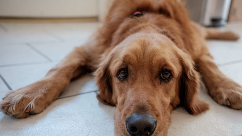 , Leishmaniose chez le chien: symptômes, causes et traitements