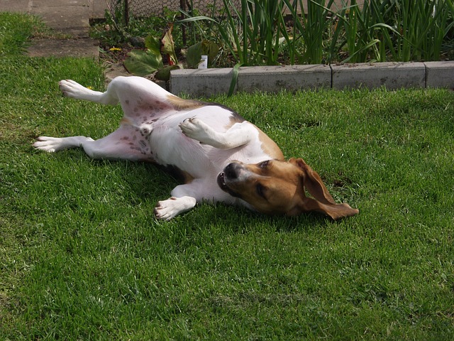 , Comment communique un chien : mon chien me parle !