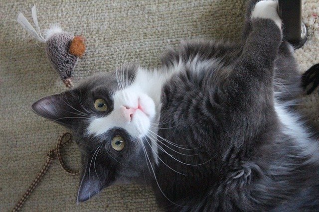 , Pourquoi faut-il jouer avec son chat : l&rsquo;importance d&rsquo;une activité féline